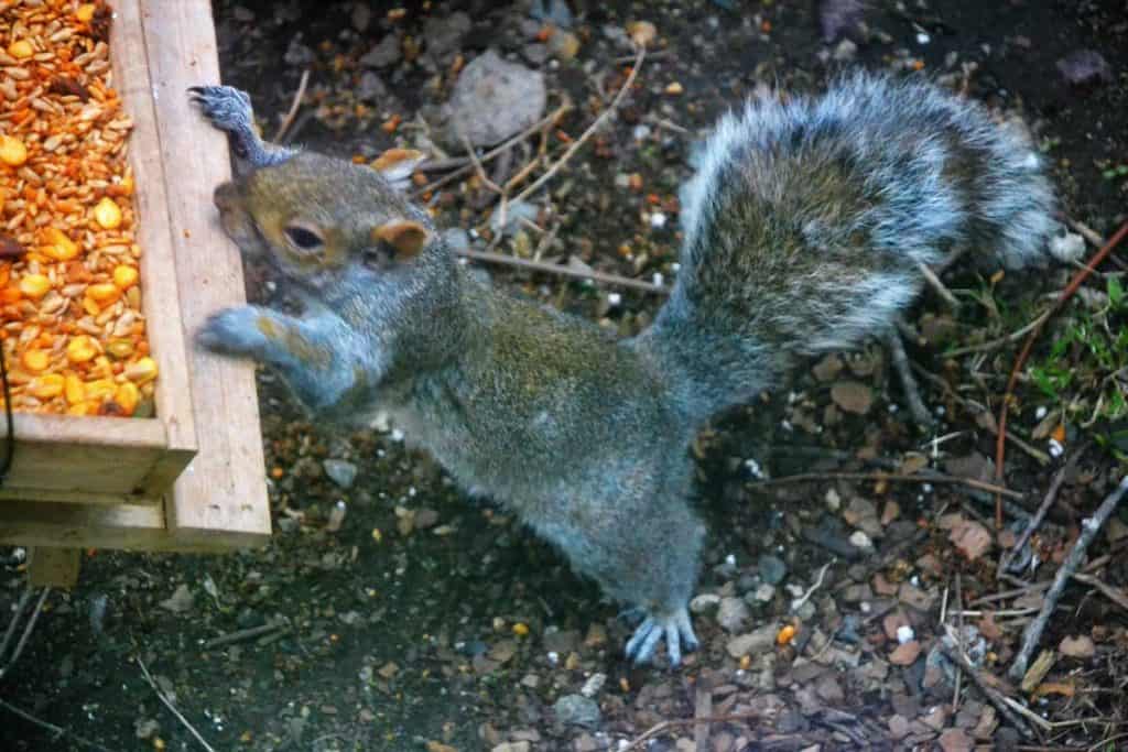 DISAPPOINTING FOOD This hungry gray squirrel is about to tip over the picnic table bird feeder in my front yard, but may find the flavor a bit of a shock-2