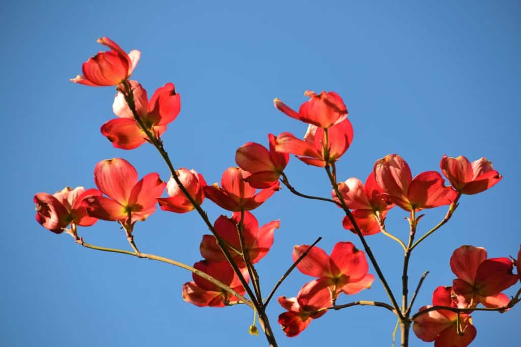 EARLY BLOSSOMSSome spring blooming trees like this pink flowering dogwood-2