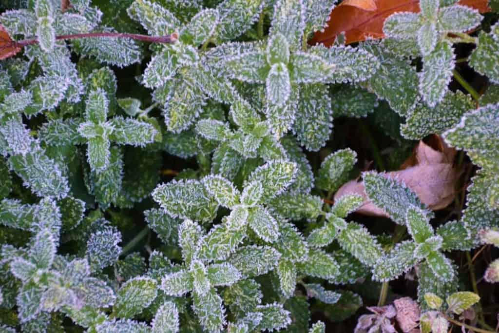 Frost on the catmint-2