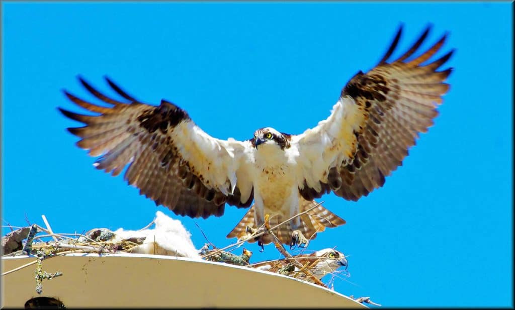 HOME IS HERE An osprey couple has found the nesting platform along the bike trail in Saugus-2