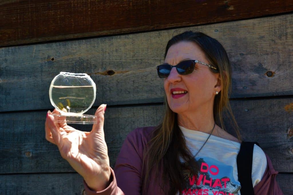 LOOK AT THEM SWIM Saugus resident Joanie Albee observes a glass eel (Anguilla rostrata) last Sunday (May 1) at the Saugus Iron Works-2