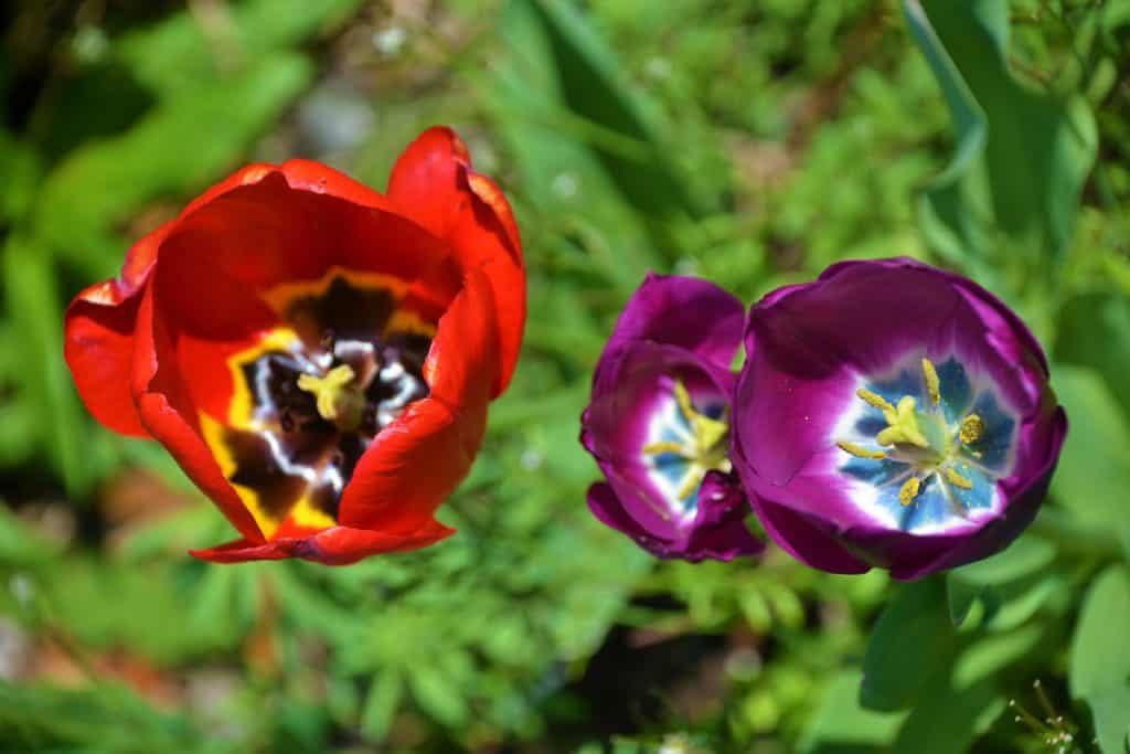 NATURE’S COLORING BOOK Designs at the base of some tulip blossoms can show surprising colors and patterns-2