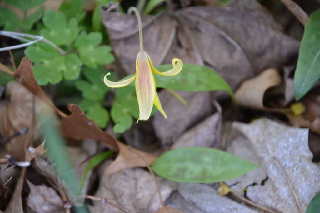 OUR NATIVE TROUT LILY Also known as dogtooth violet-2
