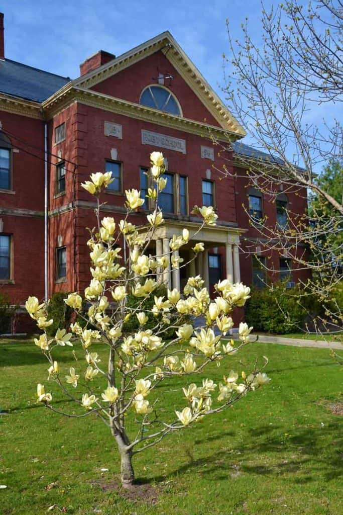 SPRING BLOOMER One of a pair of pale yellow magnolias on the Roby School lawn - these are among the earliest trees to flower-2
