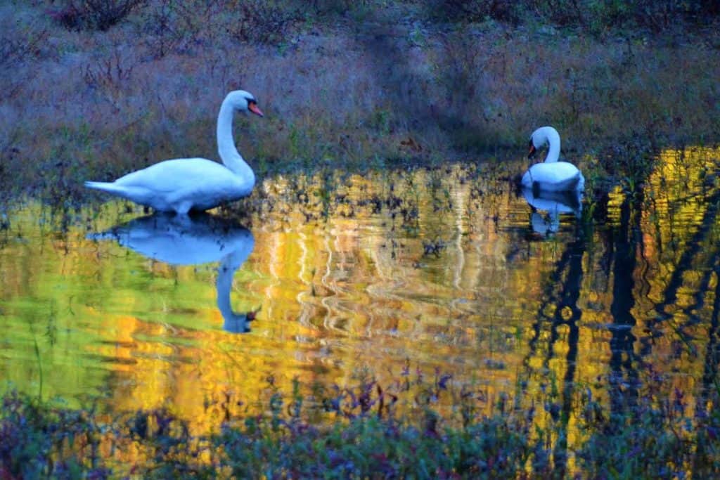 Swans on Hawkes_ Pond-2
