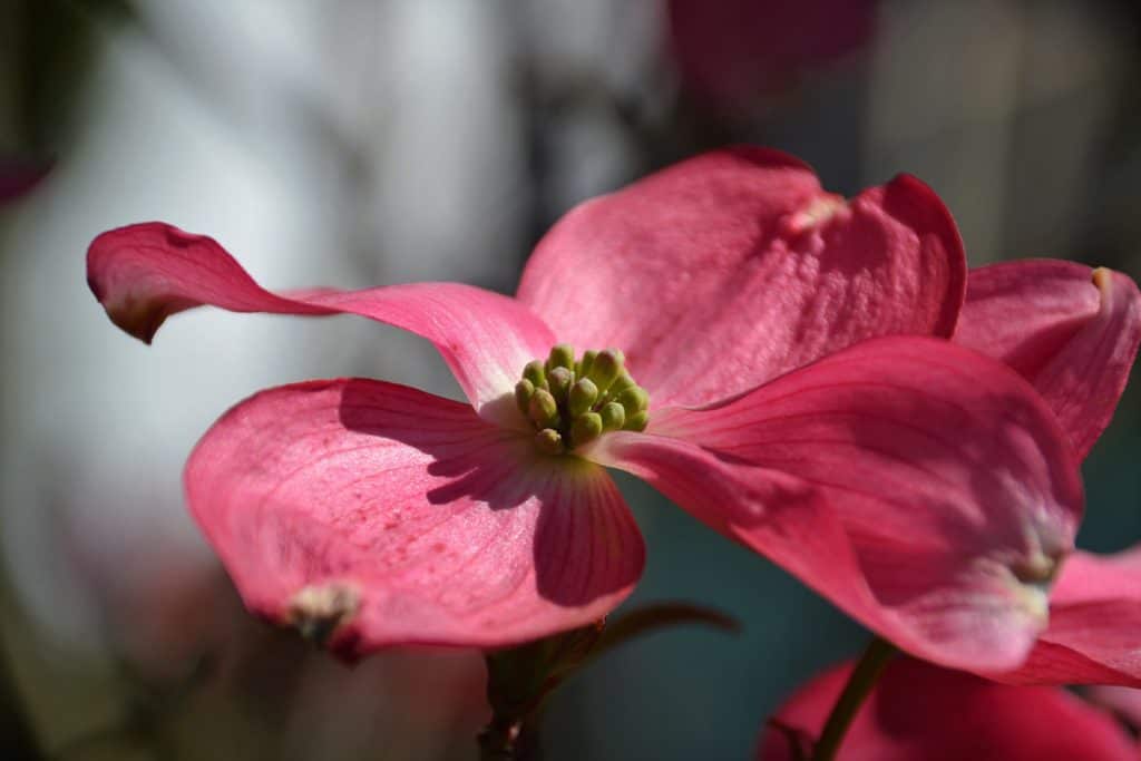 THE ACTUAL FLOWERS of the pink flowering dogwood are yellow-2