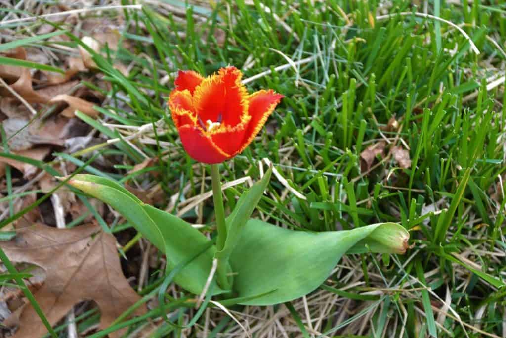 THE MYSTERY QUESTION Who planted this red fringed tulip in my lawn-2