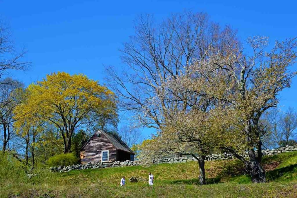 TREES IN COLOR White blooming crabapples on the hillside and blooming Norway maple on the upper level of Saugus Ironworks-2