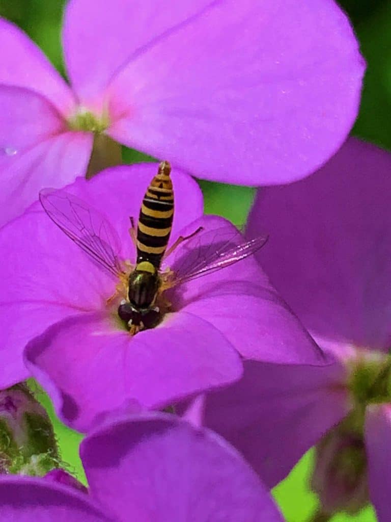 TUFTED GLOBETAIL (HOVERFLY) ON DAME’S ROCKET-2