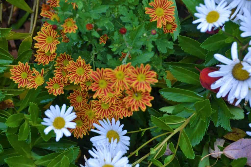The daisy-like red and yellow chrysanthemum-2