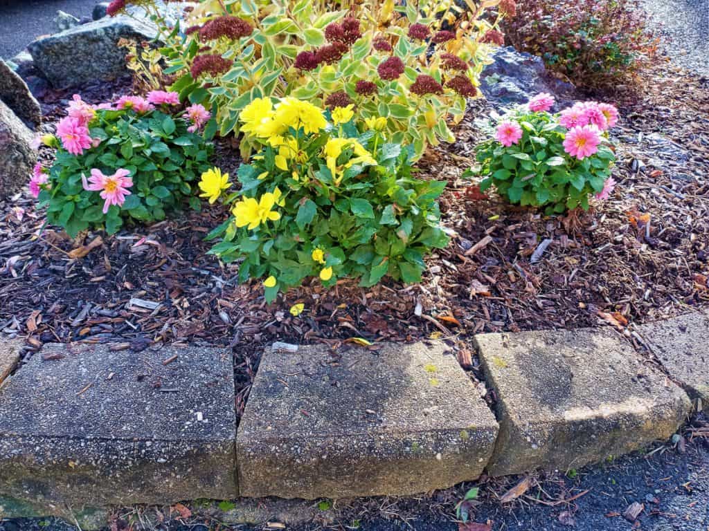 These dahlias in Dee LeMay_s garden-2