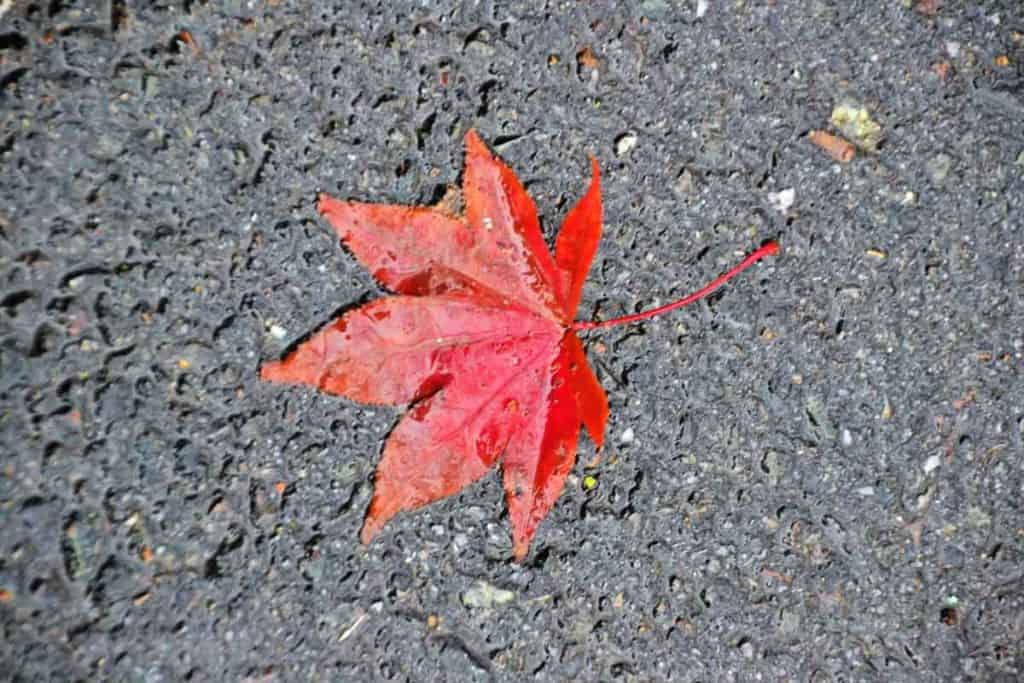 This Japanese maple leaf-2