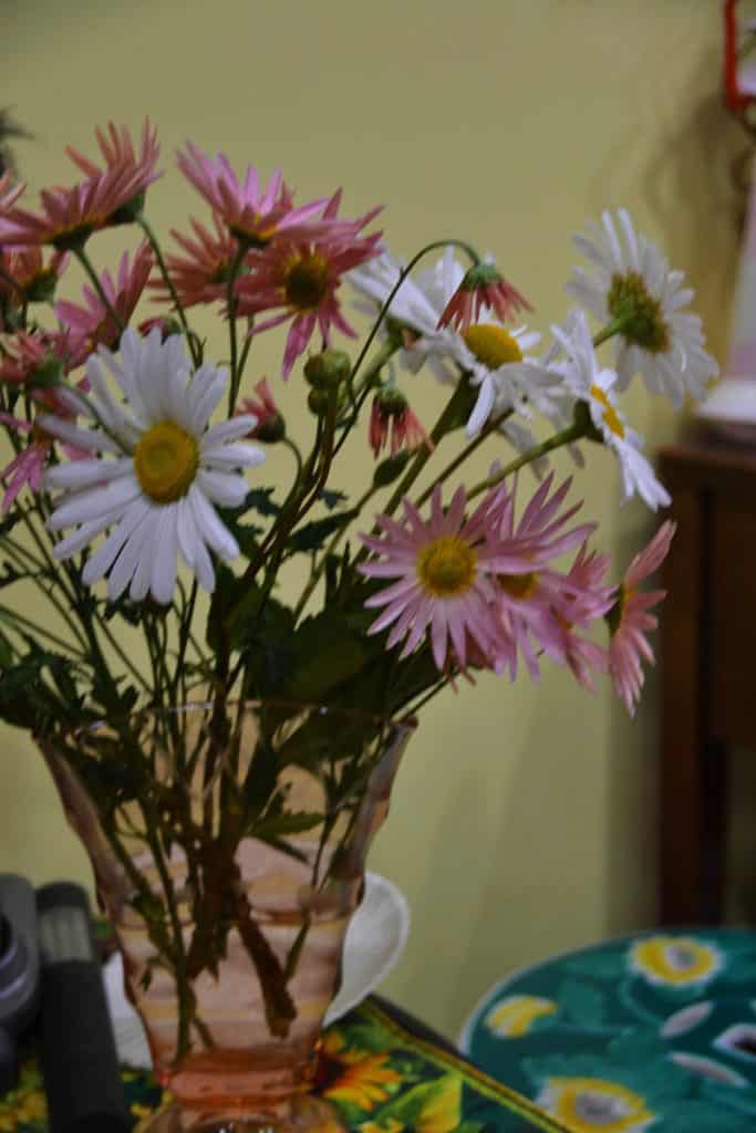 Vase of Montauk daisy and _Sheffield Pink_-2