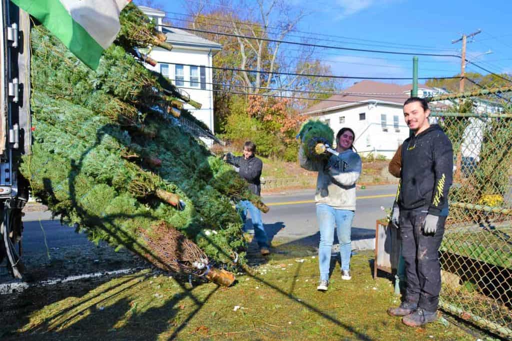 Workers unload Christmas trees at Little Brook Florist-2
