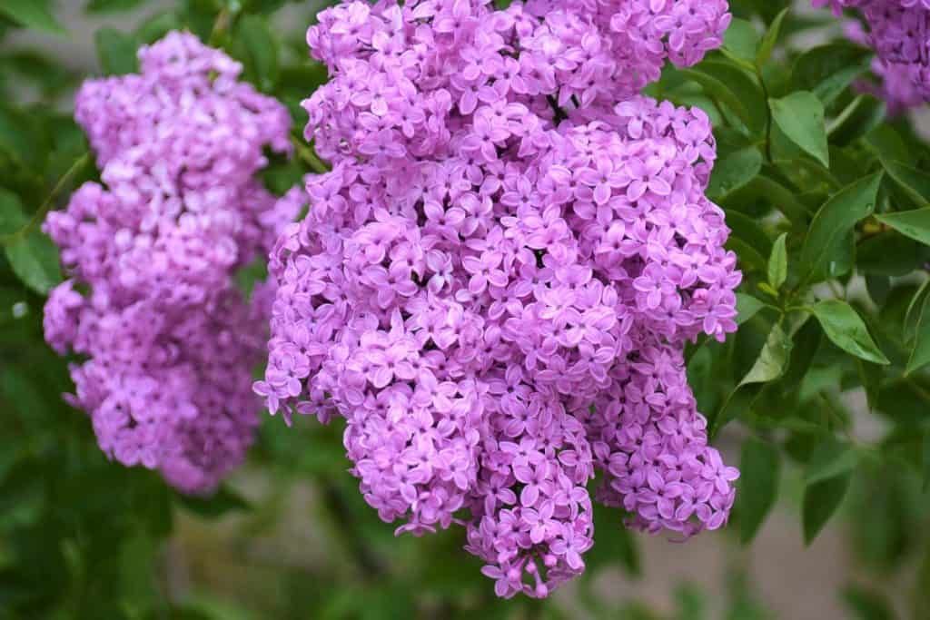 ‘LILAC SUNDAY’This lilac has especially large flower clusters-2