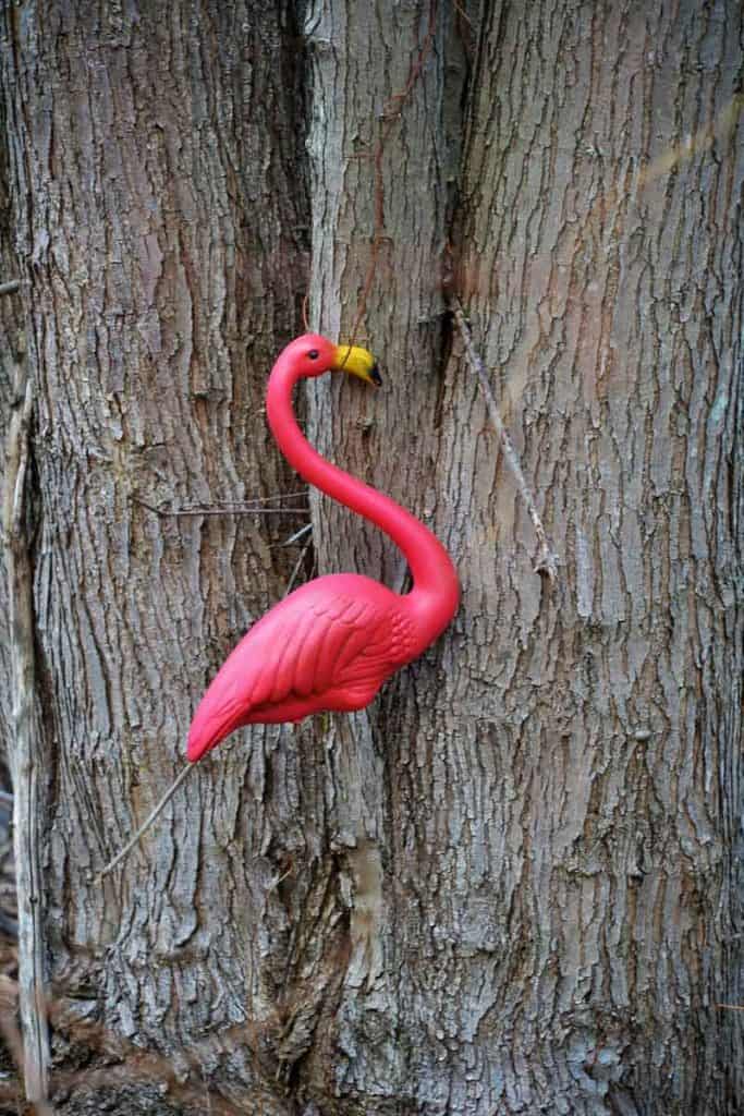 A COMING ATTRACTION The first flamingo of spring can be seen on the trail near Pranker_s Pond-2