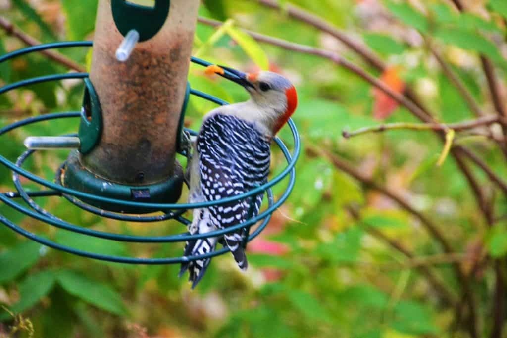A red bellied woodpecker-2