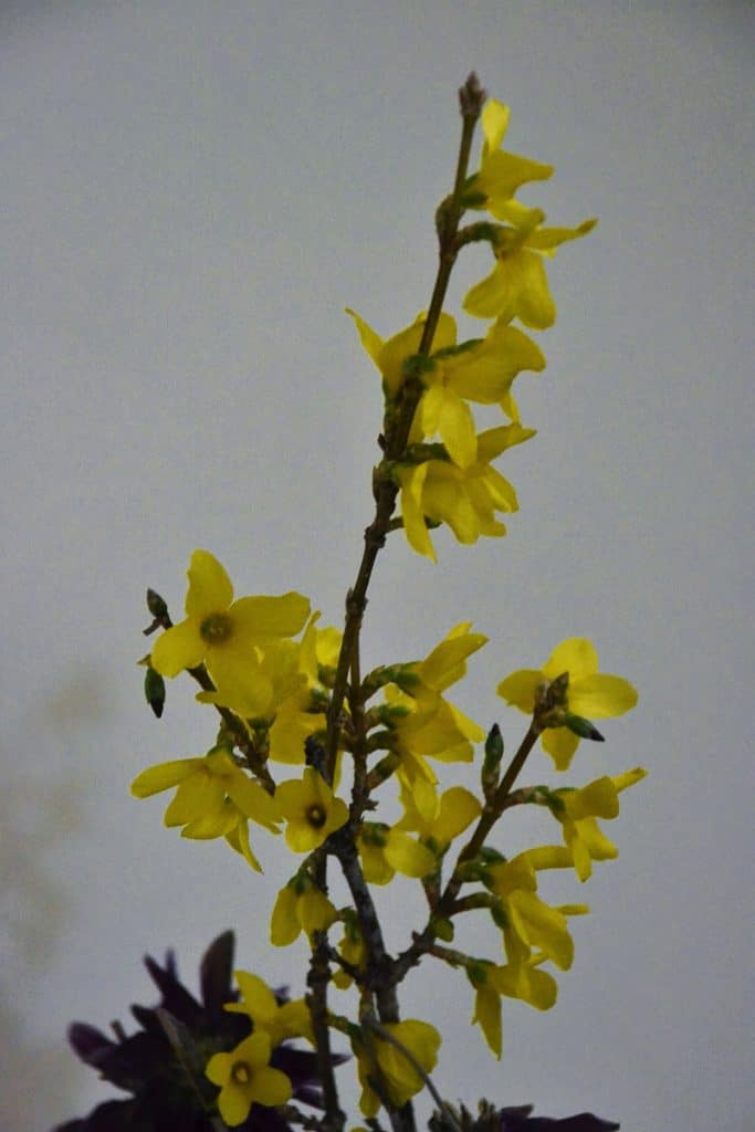 AN EARLY BLOOM INDOORS Forsythia flowers open indoors a little sooner in the warmth of the house from branches cut a few days ago-2