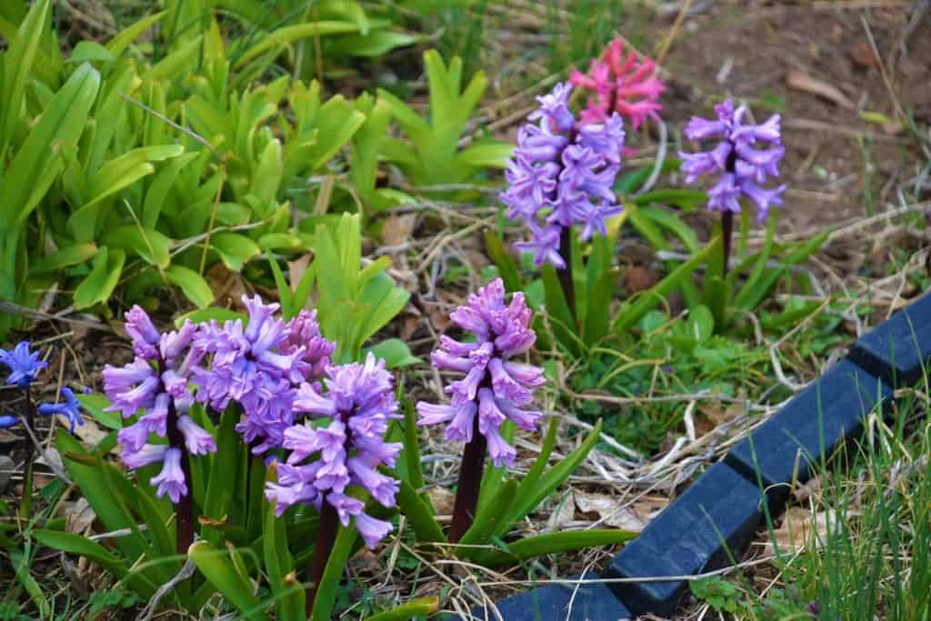 AN EASTER SCENT Dutch hyacinths perfume the air in Antonio Leo_s Lynn Fells Parkway garden-2