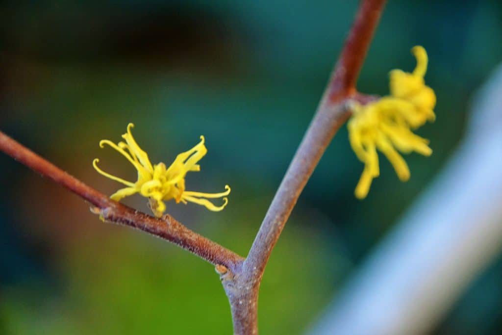 Common witch hazel blossoms-2