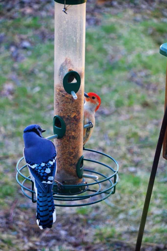 FEEDING TIME A northern blue jay and red bellied woodpecker squabble over seeds outside my dining room window-2