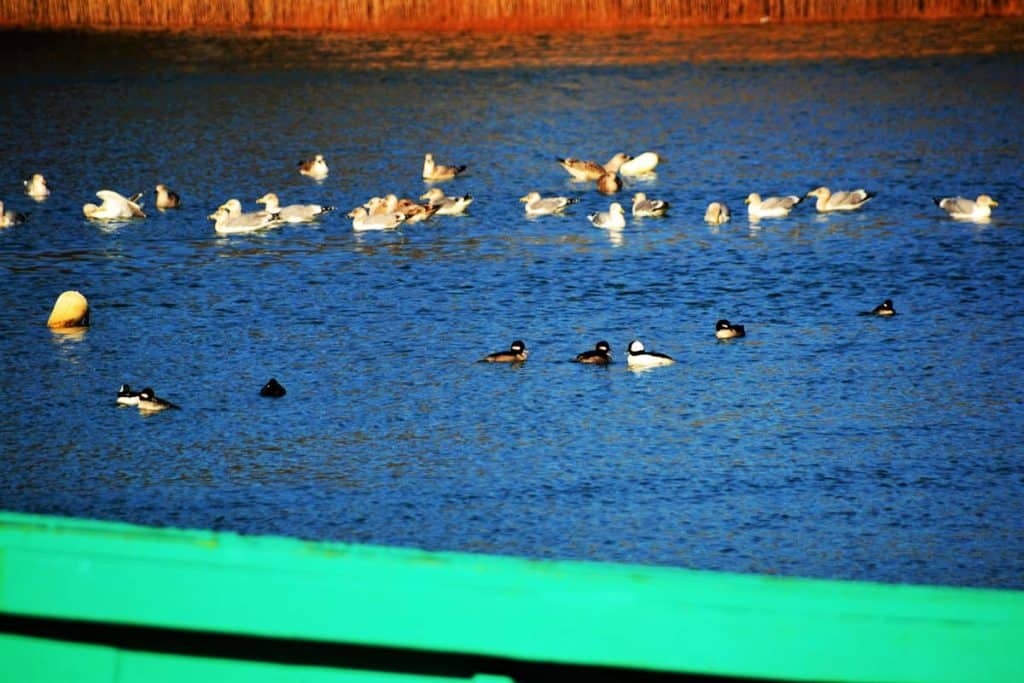 Herring gulls and eider ducks-2