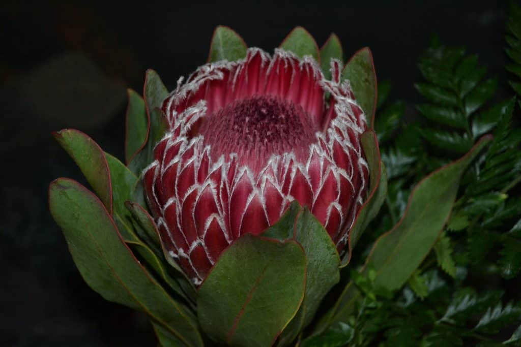 KING PROTEA Indoors, we can still enjoy this flower from the other side of the world Also called Sugarbush or Honeypot, this is the national flower of South Africa-2
