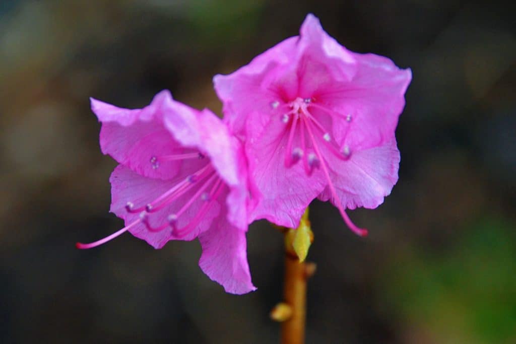 KOREAN AZALEA has one of the earliest flowers of any shrubs hardy in our area-2