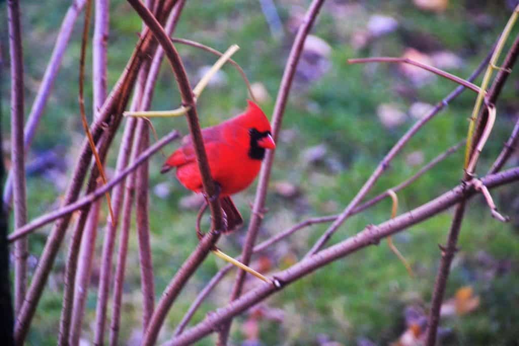 Male cardinal on elderberry branch-2