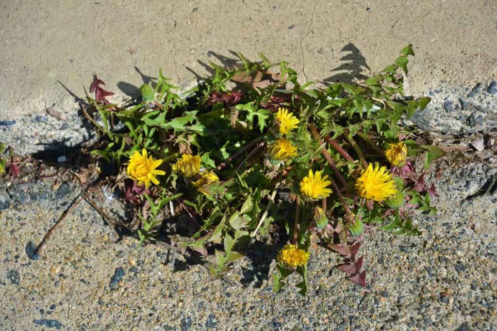 ONE OF THE MOST DIVISIVE PLANTS Dandelions at the squad door of the old fire station on Hamilton Street are a sure sign of spring-2