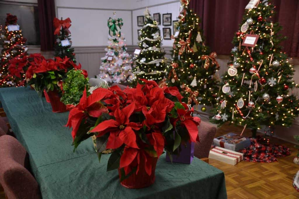 Poinsettias line a table-2