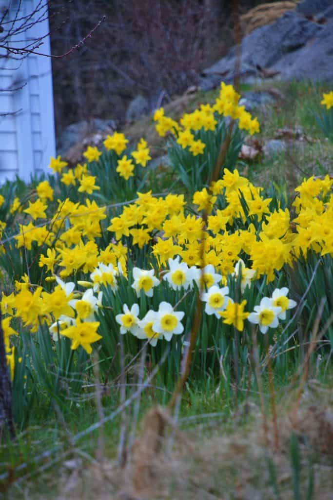 THE YELLOW GLOW OF SPRING A host of golden daffodils bloom in the garden of Antonio Leo on Lynn Fells Parkway-2