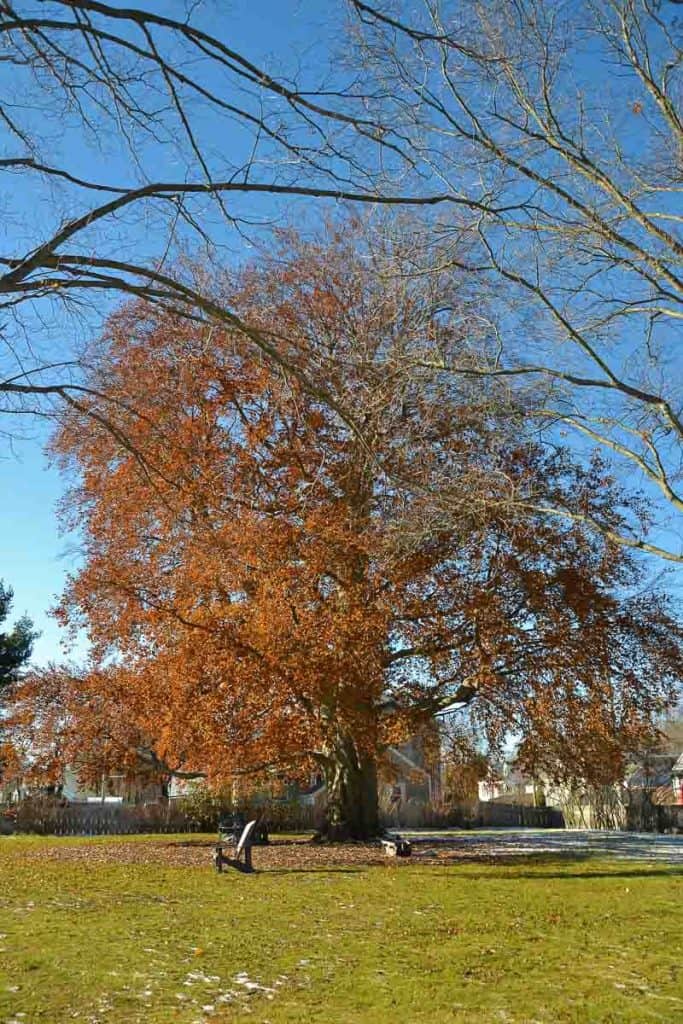 The European beech at Saugus Ironworks-2