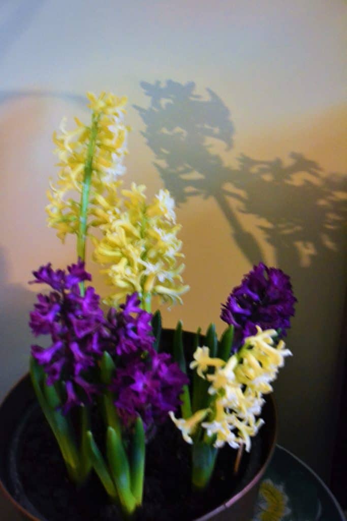 WARMED UP These dark purple and pale yellow Dutch hyacinths were forced in my garage over the winter-2