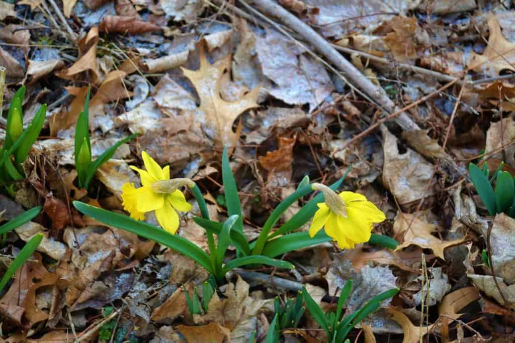 WELCOME YELLOW BLOOM Daffodils bloom outdoors despite a dusting of snow Sunday morning in Lynnhurst-2