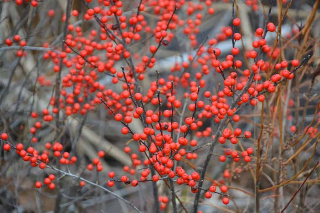 Winterberry-2