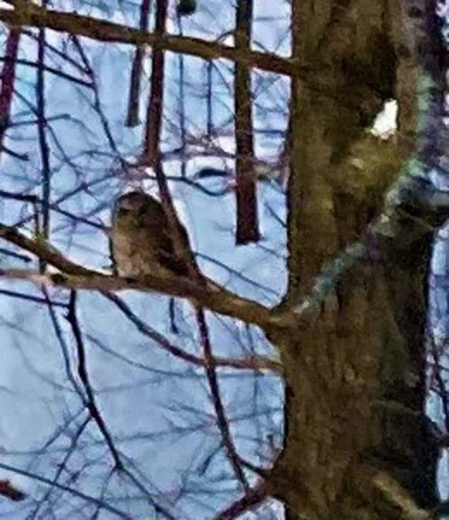 A DOWNTOWN ATTRACTION This small owl rests in a tree near Saugus Center