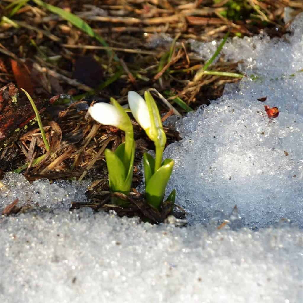 A LATE WINTER BLOOMER A Snowdrop in the snow-2