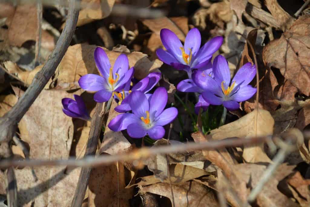 A SURE SIGN OF SPRING A patch of purple crocus blooms along the nature trail on the east side of the Saugus River at Saugus Ironworks-2