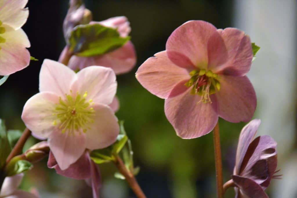 A WARNING The Lenten rose is a nice indoor plant to enjoy this time of year, but it needs to be kept out of reach of children and pets, because parts of the plant, especially the roots, are poisonous-2