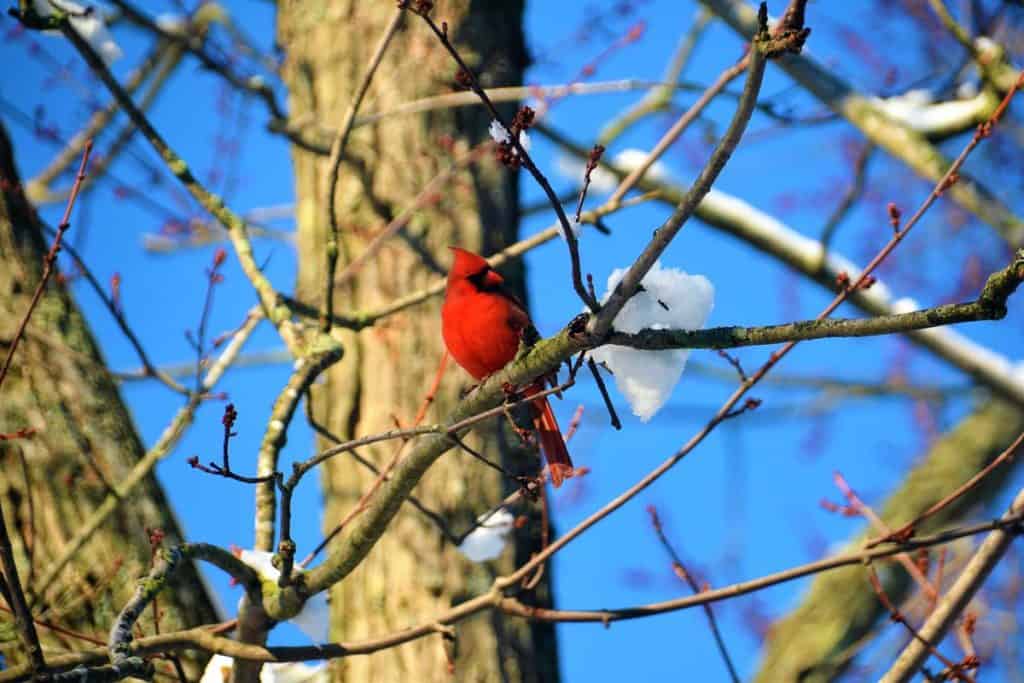 A vivid red male cardinal-2
