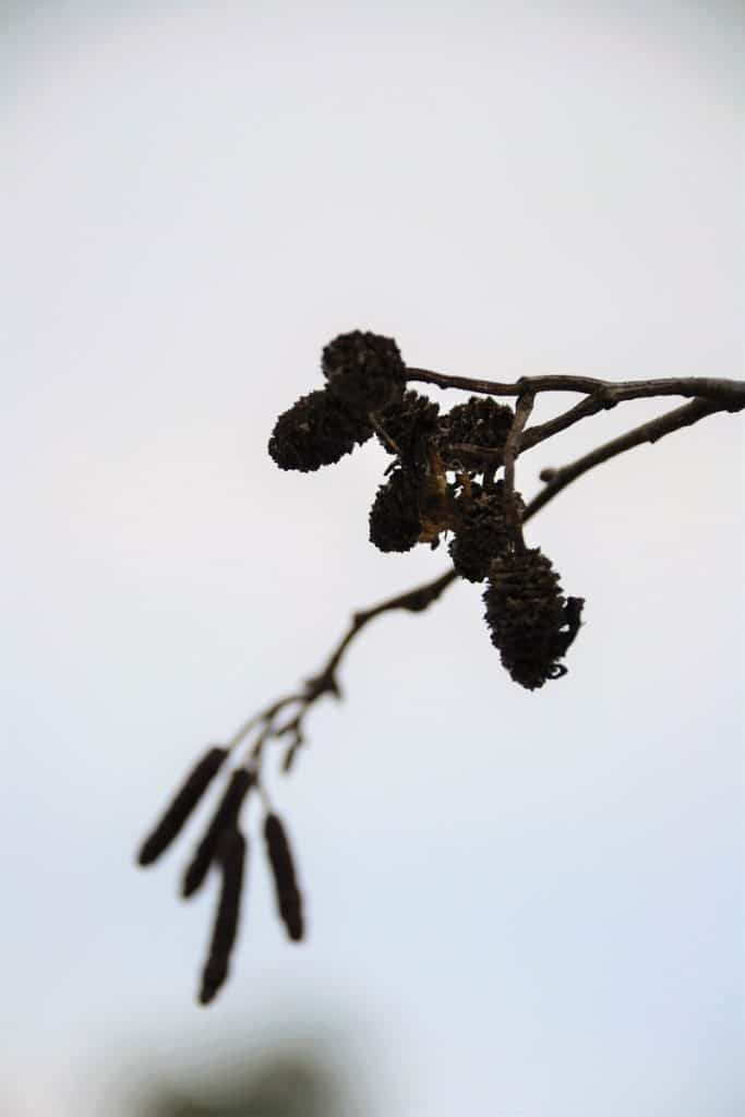 ALDERS ALONG THE EDGE of Birch Pond along Walnut Street - both female cones and male catkins can be seen-2