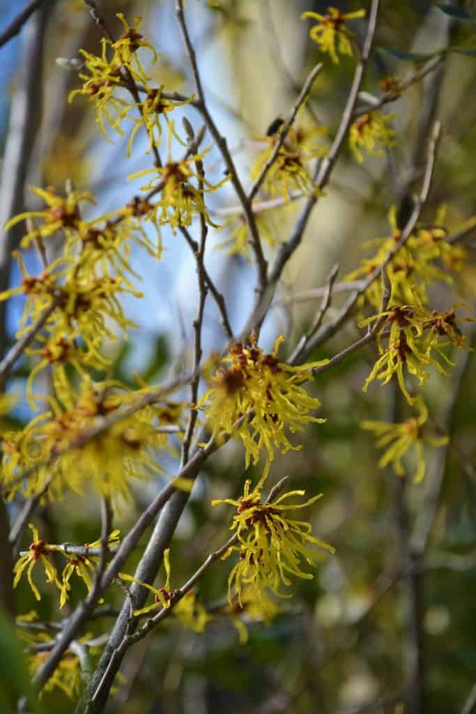 AN EARLY BLOOMING SHRUB Japanese x Chinese hybrid witch hazel branches are in bloom in a front yard near Saugus Center-2