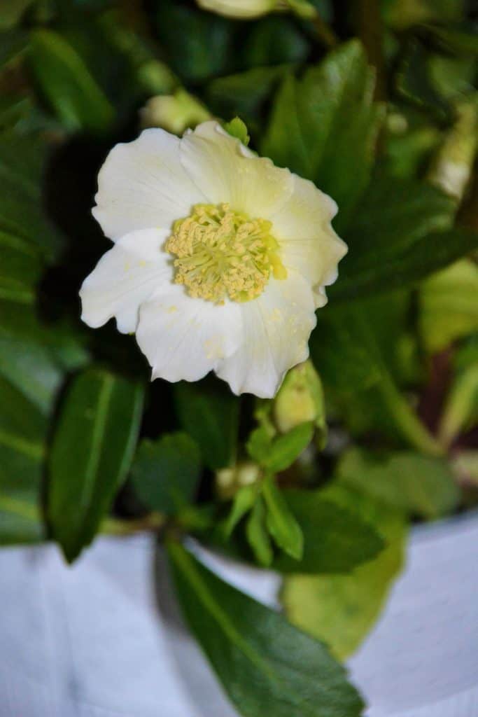 At peak bloom, the Christmas rose-2