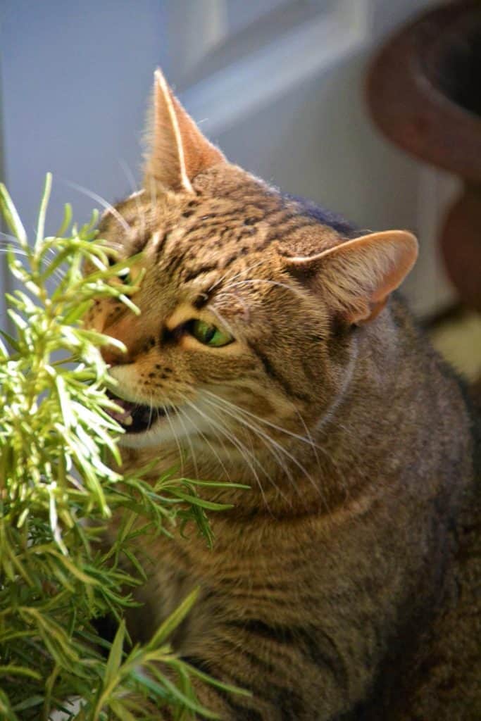 Brandi tastes the rosemary-2