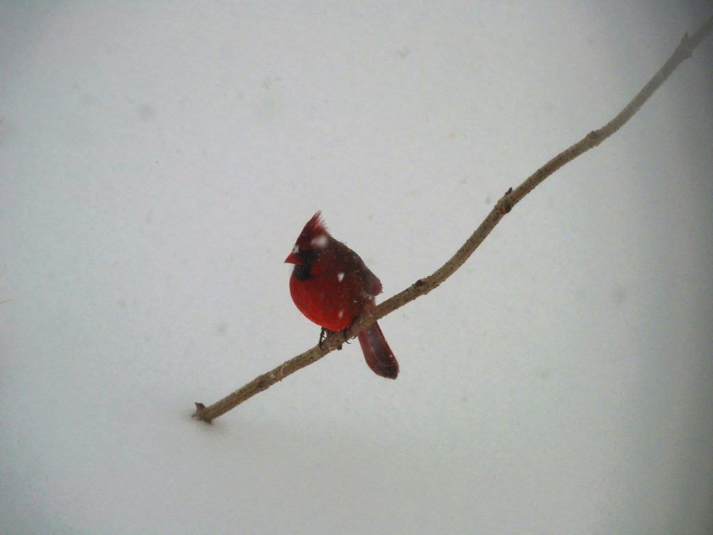 FEED FEATHERED FRIENDS A male cardinal sits in my front yard during a snow squall, reminding everyone that February is national bird feeding month-2