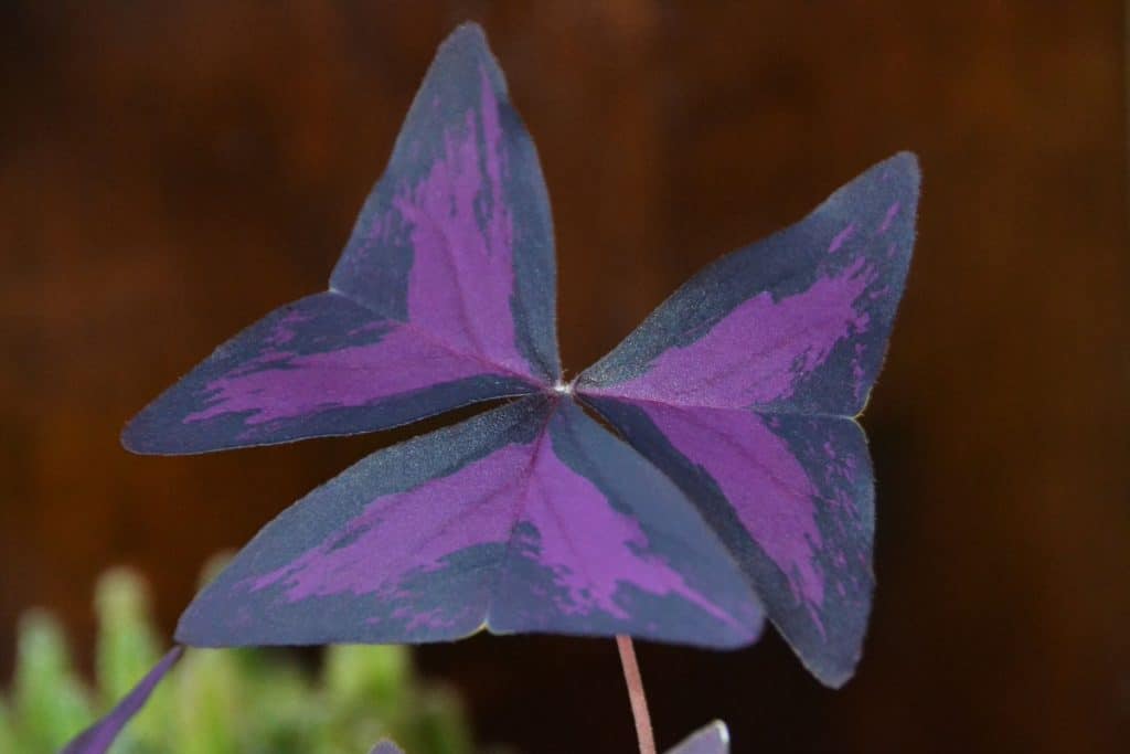 LAST YEAR’S SHAMROCKS in my window showing varied colors in its triangular leaves-2