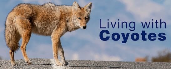 LIving with Coyotes
