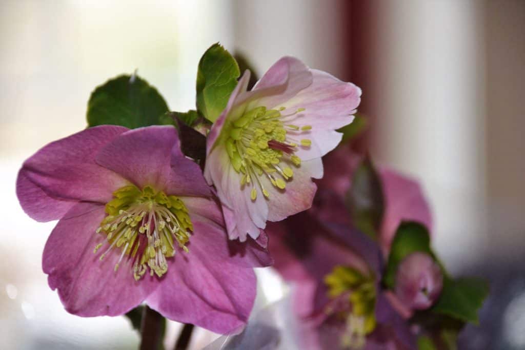NOT A ROSE AT ALL This Lenten rose blooming indoors is actually in the buttercup family-2