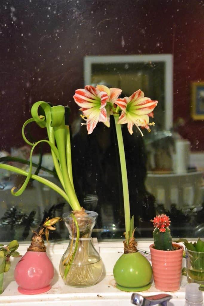 ON THE CLUTTERED WINDOWSILL the green waxed amaryllis bulb has produced a nicely flowering stalk for the second year in a row-2